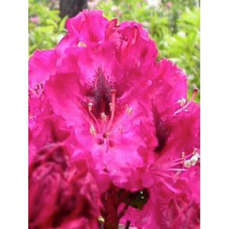 Rhododendron 'Mari Forte' Pot de 18L/20L