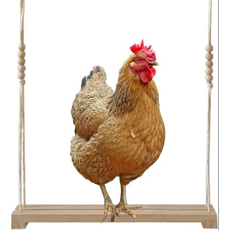 Swing for Chickens Chicken Perch 40 x 8 x 5 cm Coop Toy Natural Wood (1/5)