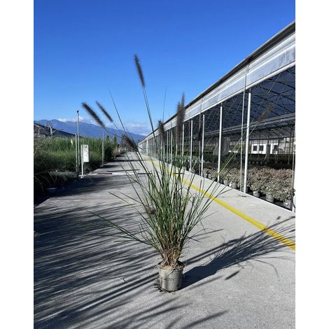 Gardenaria Pennisetum alopecuroides 'Foxtrot' - Graminacea ornamentale da esterno - Altezza: Vaso 19 (1/4)