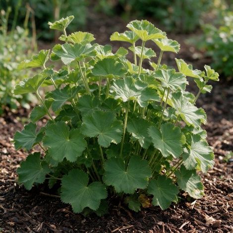 Alchémille mollis 20cm Godet 9cm - Alchemilla (1/4)