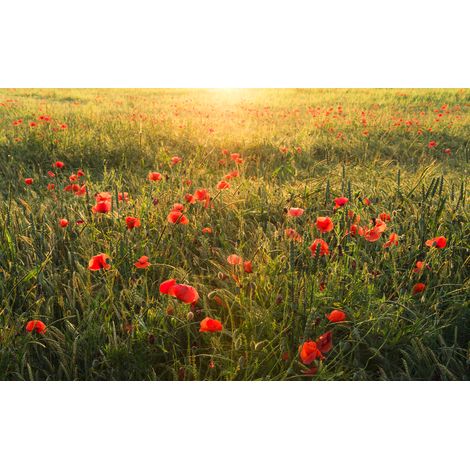 Papier peint panoramique naturel Monde du Coquelicot (1/4)