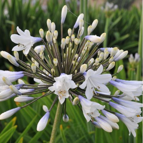 4 x Agapanthe  - Agapanthus hybrida 'Enigma'  - godet 9x9 cm