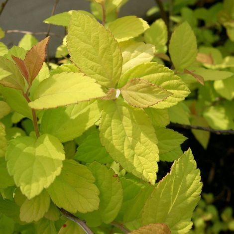 Spirée Japonaise  - Spiraea japonica 'Goldmound'  - 25-30 cm pot