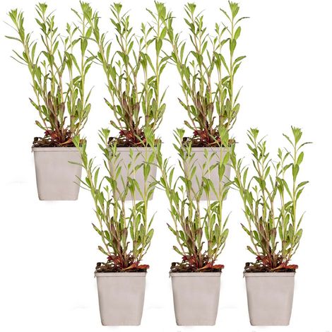 Bloomique - Lot de 6 - Gaura Lindheimeri – Gaura – Plantes de jardin – Rustique – Sans danger pour les animaux – Hauteur 10-20 cm – Pot 9x9 cm