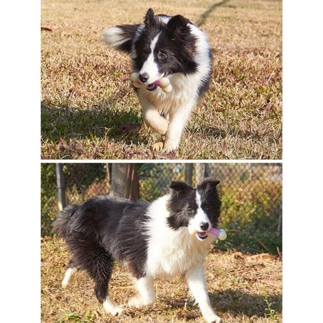 Giocattolo da masticare interattivo, stimolante e indistruttibile per cani di piccola, media e grande taglia, ideale per combattere la noia e rilassarsi. (1/4)