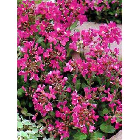 Arabette de Californie Pot de 2L/3L (1/2)