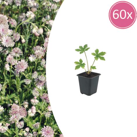 Lot de 60 Astrantia major Grande Astrance Plante Vivace Fleurs en Étoile 10-25 cm Pot Ø9 cm - PANGIVO (1/5)