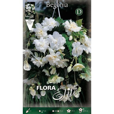 BEGONIA PENDULA BIANCO (CONFEZIONE DA 3 BULBI)