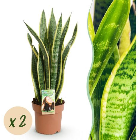Sanseveria Laurentii Lot de 2 Plantes d'Intérieur Langue de Belle-mère Vert et Jaune H60-70cm - PANGIVO (1/5)