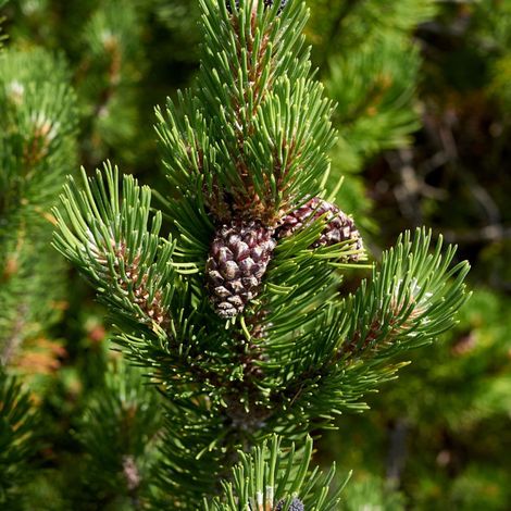 Pin Klostergrün - Pinus Mugo Klostergrün 30/35cm Pot 11L (1/5)