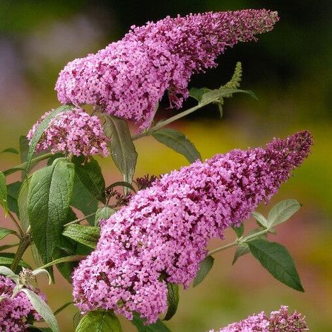 PIANTA DI BUDDLEJA IN VASO 18 CM ALBERO DELLA FARFALLA (foto reale) colori mix-PINK DELIGHT