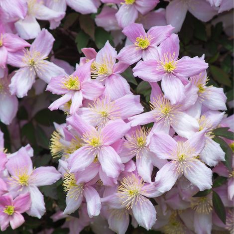 Clematite - Clematis montana Carnaval Pot 19cm Espalier