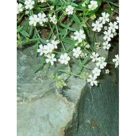 Gypsophile rampant 'Alba' Godet de 8/9 cm (1/3)