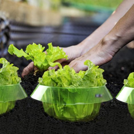 Schneckenring, Schutzkragen für Pflanzen gegen Schädlinge, Schneckenbarriere für den Gemüsegarten.