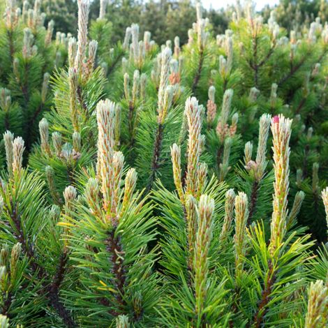 Pin mugo Heideperle - Pinus mugo Heideperle 30/35cm Pot 12L (1/5)