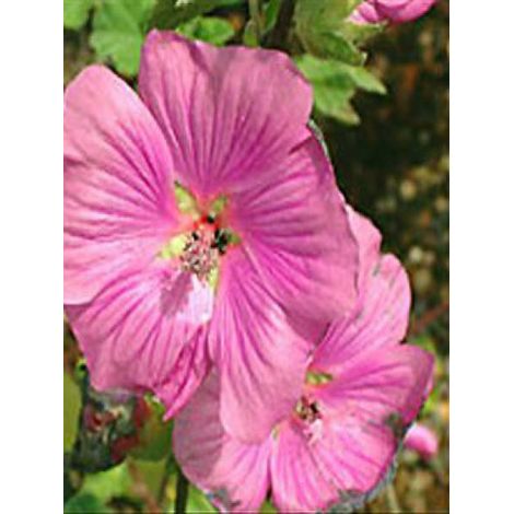 Mauve en arbre, Lavatère 'Bredon Springs' Godet de 8/9 cm