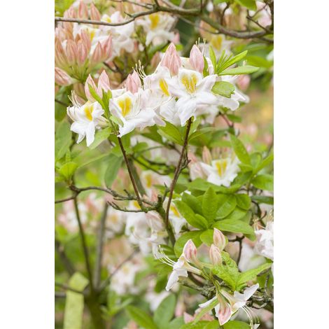 Sommergrüne Azalee 'Sylphides' Rhododendron lut.'Sylphides' C 5 40- 50