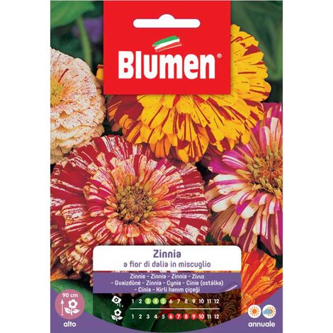 Semi Blumen zinnia a fior di dalia
