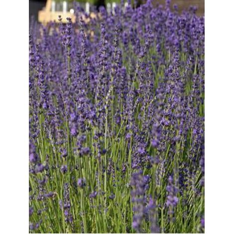 Lavande vraie 'Twickle Purple' Godet de 8/9 cm (1/2)