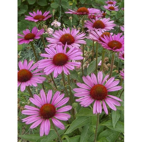 Rudbeckia pourpre 'Little Magnus' Godet de 8/9 cm (1/2)