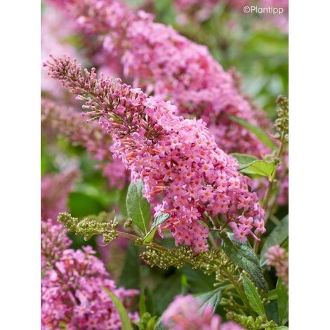 Arbre aux papillons 'Butterfly Candy Little Pink' Godet de 8/9 cm (1/2)