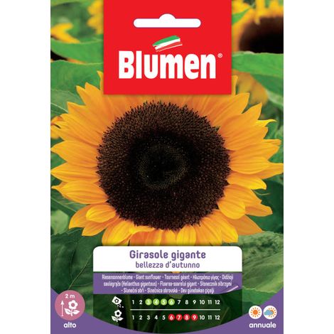 SEMI GIRASOLE GIGANTE BELLEZZA D’AUTUNNO BLUMEN