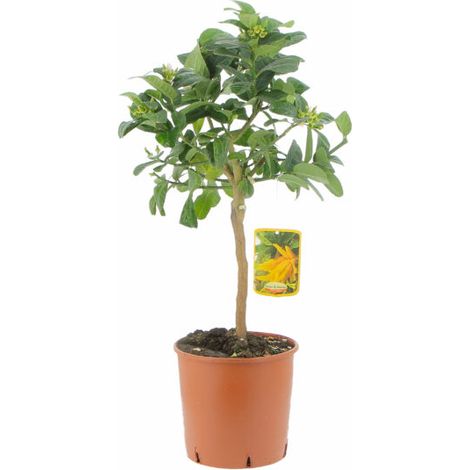 Citrus Mano di Buddha - Alberi da Frutto da Esterno - Piante Vere di Agrumi da Balcone Terrazzo - H 70-80 cm Vaso Ø 20 cm (1/5)