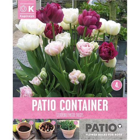 Bulbi Autunnali di Tulipano Double confezione da 12 pz + Rosa Viola