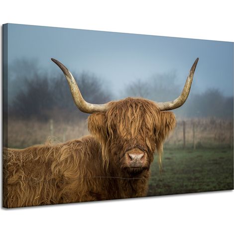 Leinwanddruck Tiere Schottische Kuh 120x80 cm