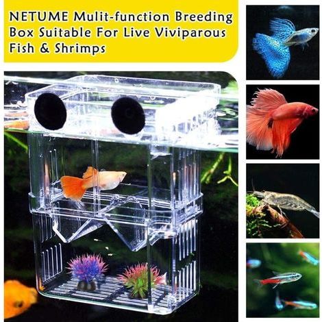 Caja de cría para acuario, caja de aislamiento para acuario con compartimento aislante, accesorios para peces pequeños, camarones, peces payaso y guppies. (1/4)