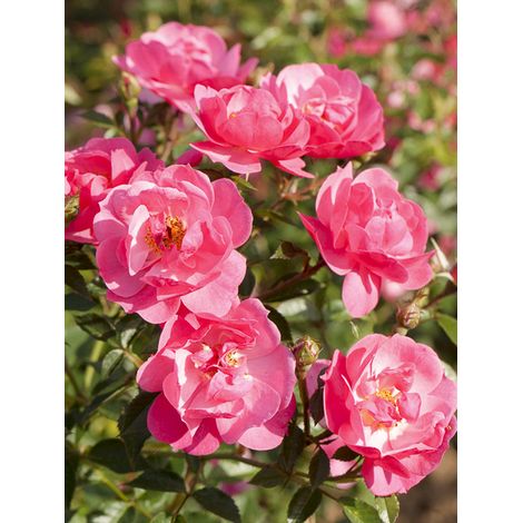 Rosier paysager 'Jolie Provence' Pot de 4L/5L