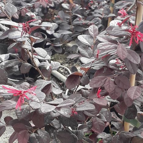 Loropetalum chinensis 'Rouge de La Marjorie' – Arbuste persistant 50 cm – Fleurs rouge vif – Résiste jusqu'à -15°C – Pot de 3L