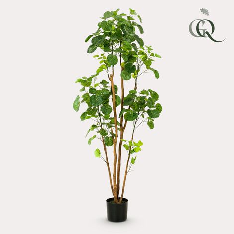 Aralia Artificiel Polyscias - Arbre Décoratif Réaliste pour Salon et Bureau - Vert - 160 cm - PANGIVO (1/5)
