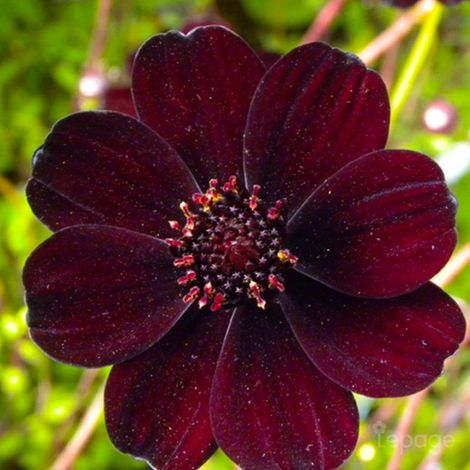 3 Cosmos Chocolat (Cosmos 'Atrosanguineus')