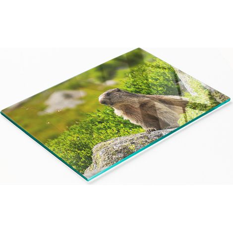Elegante e resistente pannello in vetro con stampa di marmotta dei Tatra, 80x52 cm. (1/5)