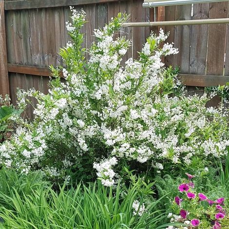 Deutzie gracilis, Deutzia/Pot de 7,5L - 60/80 cm (1/2)