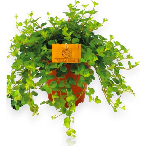 Gardenaria Peperomia rotundifolia - Pianta da interno ornamentale - Altezza: 25 cm (vaso 15) (1/5)