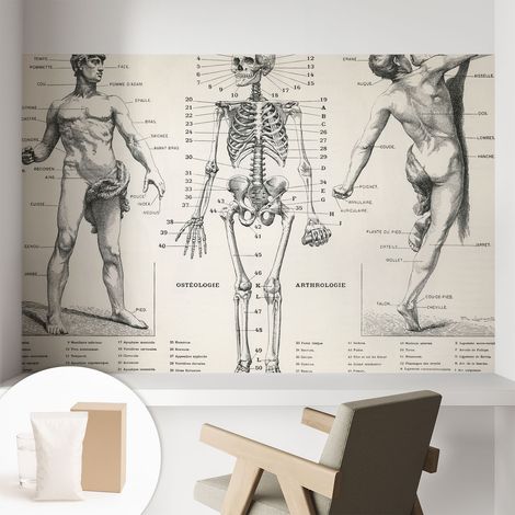 Papier peint avec colle pour décoration moderne de salon chambre à coucher cuisine et bureau Facile Anatomie classique 104x70 cm (1/5)