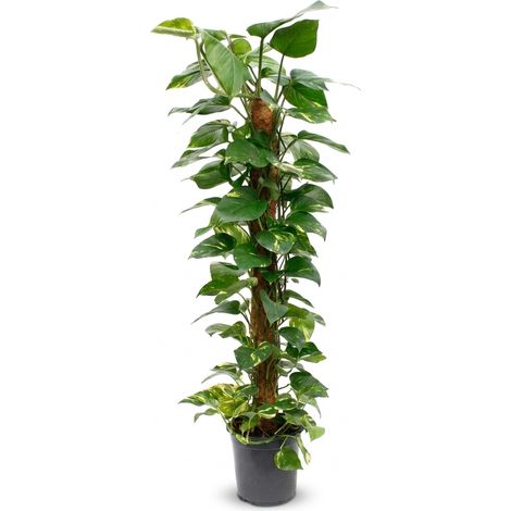Bloomique - Epipremnum Aureum - Murmure d'or - Plante grimpante - Plante d'intérieur - Sur tuteur en mousse - Dépolluante - Facile d'entretien - Hauteur 110-120 cm - Pot 24 cm (1/5)
