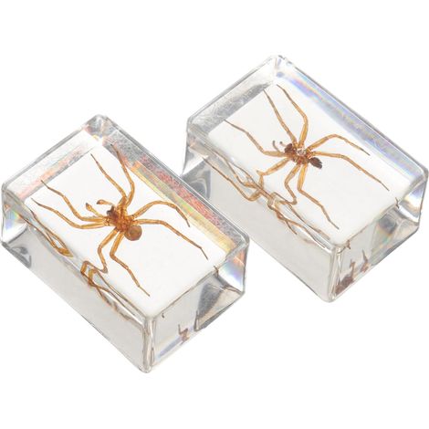 Presse-papiers Insecte en Résine Marron 2pcs Stable et Fiable Décoration de Bureau Unique pour Maison (1/5)