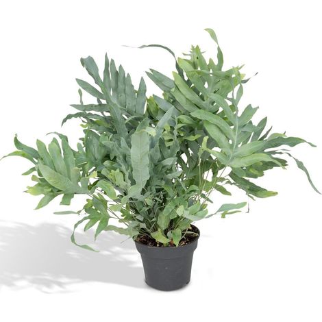 Phlebodium Aureum Plante d’Intérieur Fougère Zinc Feuillage Bleu-Gris Pot 17 cm Hauteur 50 cm - PANGIVO (1/5)