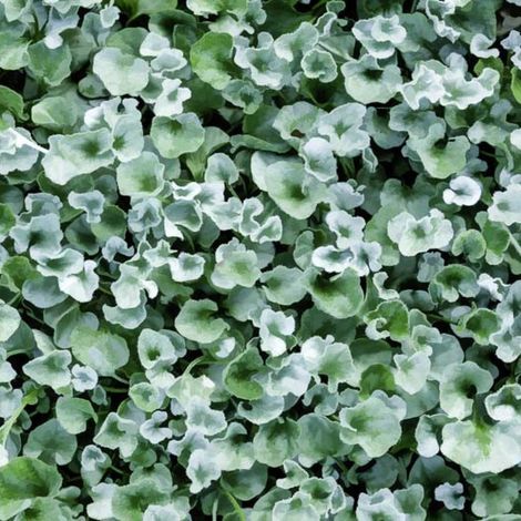 Dichondra Silver in vaso da 12cm