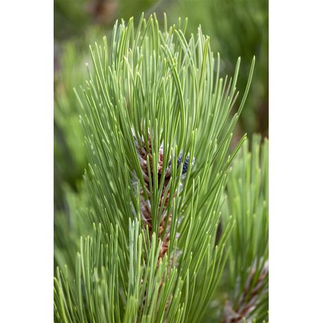 Bosnische Kiefer 'Compact Gem' Pinus heldreichii 'Compact Gem' C 2 15- 20 (1/5)