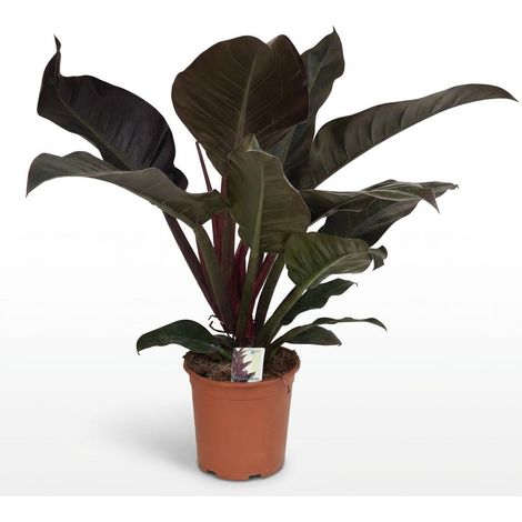 Plante d'Intérieur Philodendron Imperial Red - Feuillage Rouge et Vert - Pot 19 cm - Hauteur 60 cm - PANGIVO (1/5)