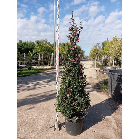 Camélia Sasanqua Pot 45 cm Arbuste Persistant à Fleurs Hivernales (1/4)
