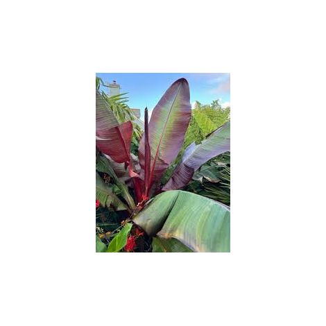 ENSETE VENTRICOSUM MAURELII VASO 55 (1/3)