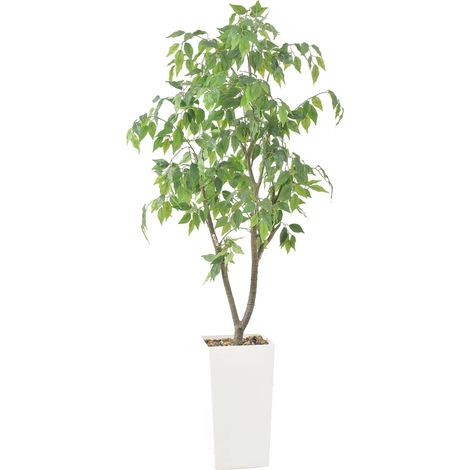 Kunst-Ficus Baum – Hochwertige Kunstpflanze im weißen Übertopf – Pflegeleicht & dekoration für Wohnzimmer, Büro, Balkon – Perfekt für Innen- und Außendekoration – 150cm (1/5)