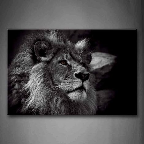 Foto su tela, leone, 61 x 91 cm
