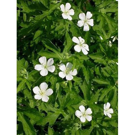 Géranium vivace maculé 'Album' Godet de 8/9 cm (1/2)