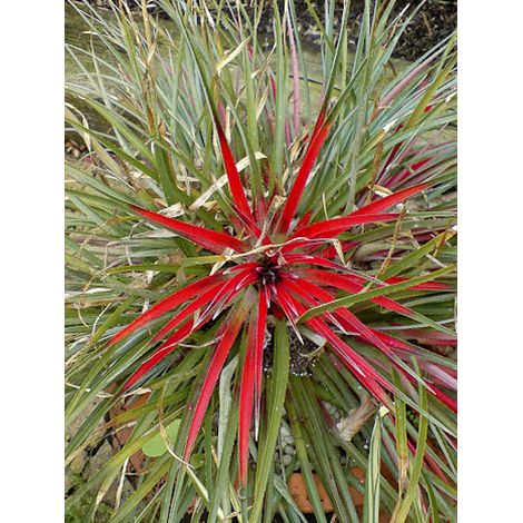Fascicularia bicolor Pot de 2L/3L (1/2)